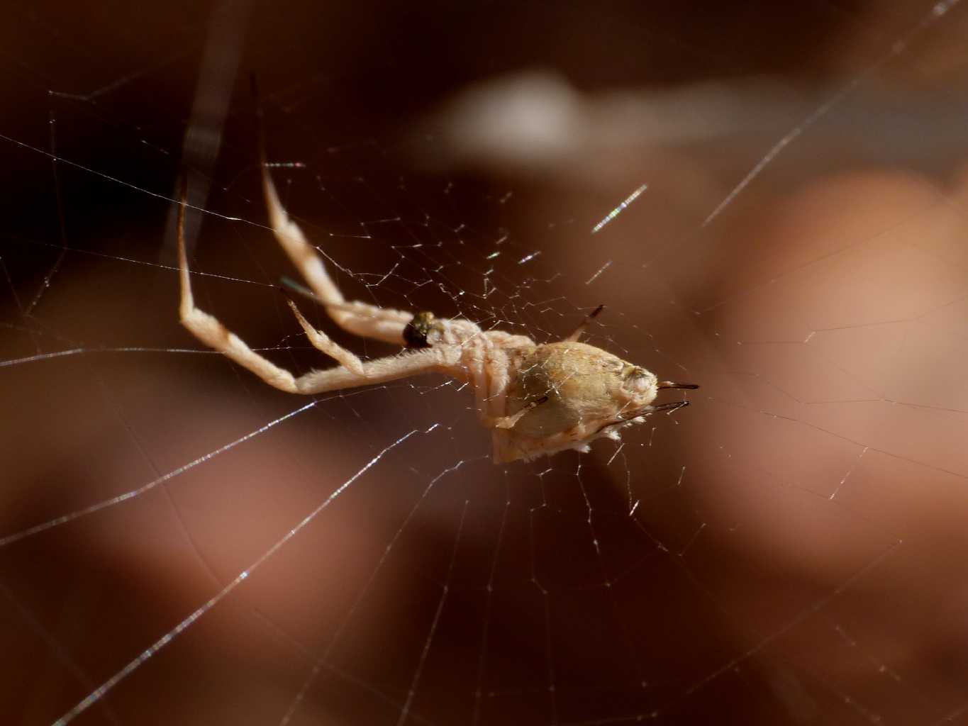 Una carrellata di Uloborus walkenaerius - Palau (OT)